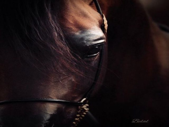 حساب عن الخيل 🐎