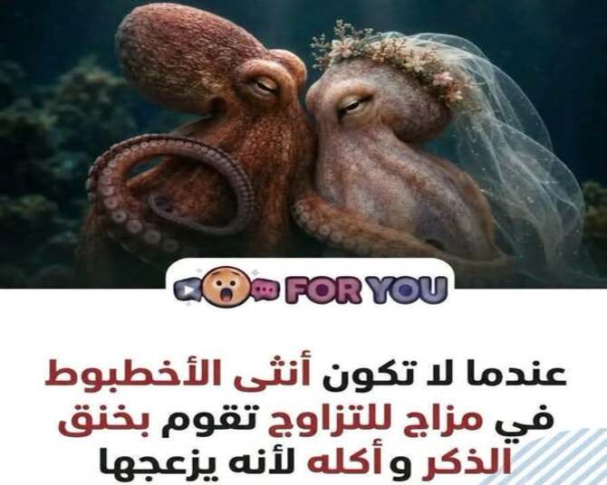 وثائقي أسرار الأخطبوط Secrets of the Octopus /الافتراس الجنسي